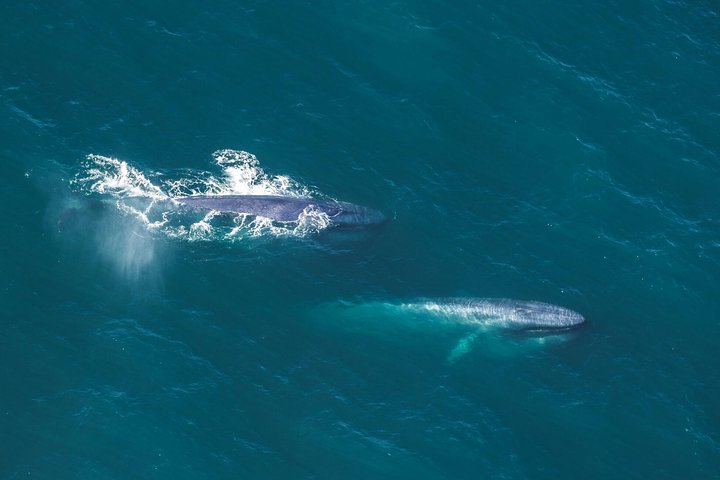 Kaikoura: Whale Watching Flight