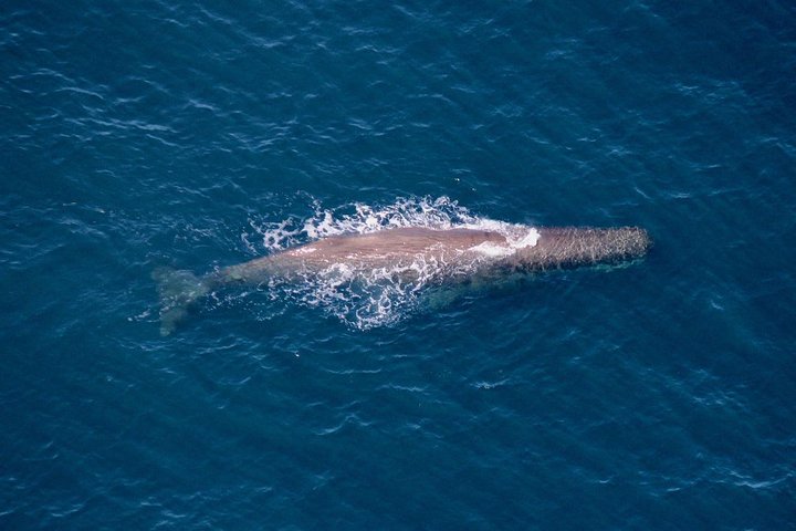 Kaikoura: Whale Watching Flight
