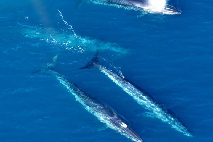 Kaikoura: Whale Watching Flight