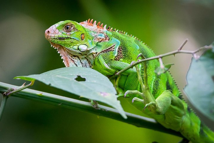 Manuel Antonio Park Nature Guided Tour with a Nature Specialist