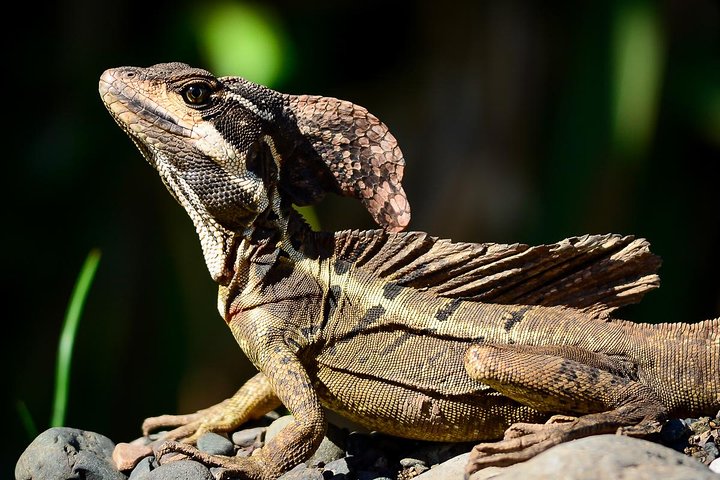 Manuel Antonio Park Nature Guided Tour with a Nature Specialist