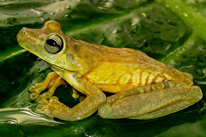 Manuel Antonio Park Nature Guided Tour with a Nature Specialist