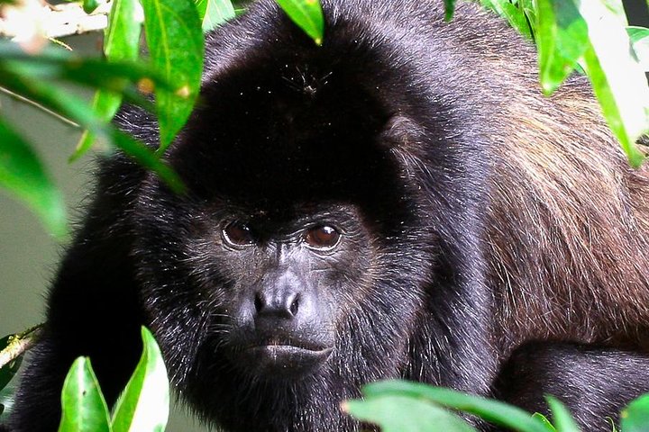 Manuel Antonio Park Nature Guided Tour with a Nature Specialist
