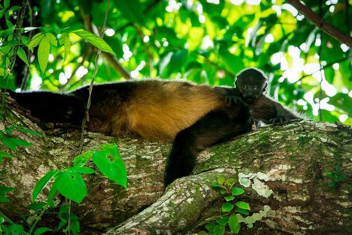 Manuel Antonio Park Nature Guided Tour with a Nature Specialist