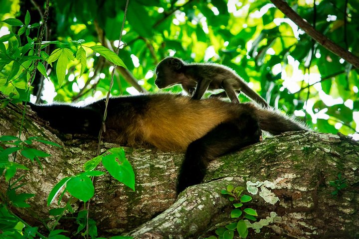 Manuel Antonio Park Nature Guided Tour with a Nature Specialist