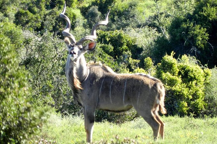 Addo Elephant National Park from Port Elizabeth - FD01