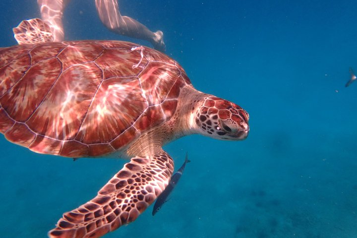 5-Hour Small-Group Catamaran Cruise from Bridgetown with Lunch
