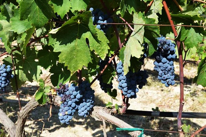 A world of wine-tasting in Nemea