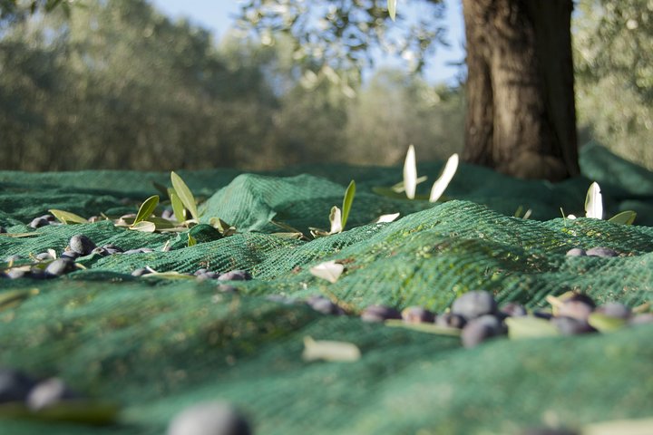 Olympia Shore Ex: Olympic site, Honey Farm & Olive Oil Tasting