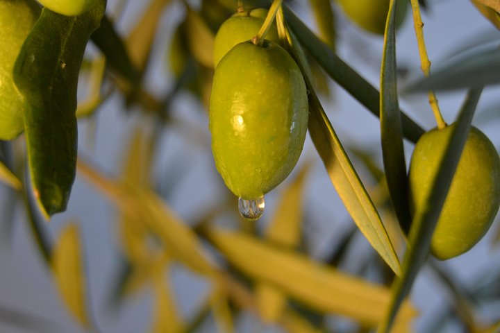 Olympia Shore Ex: Olympic site, Honey Farm & Olive Oil Tasting