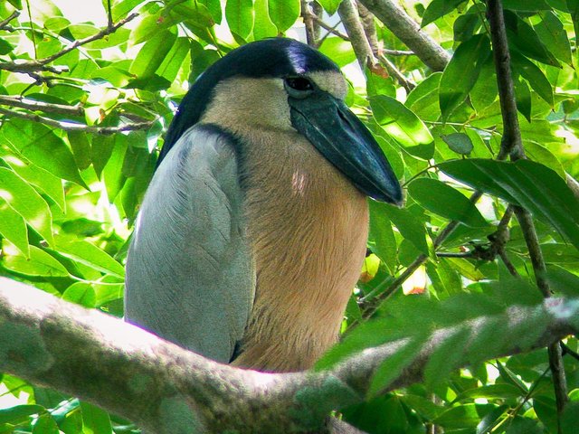 Mangrove Boat Tour Damas Island, Manuel Antonio
