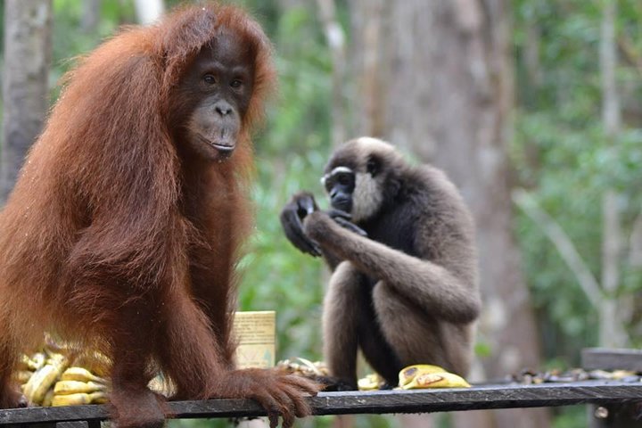 Orangutan Tanjung Puting Honeymoon CoupleTour