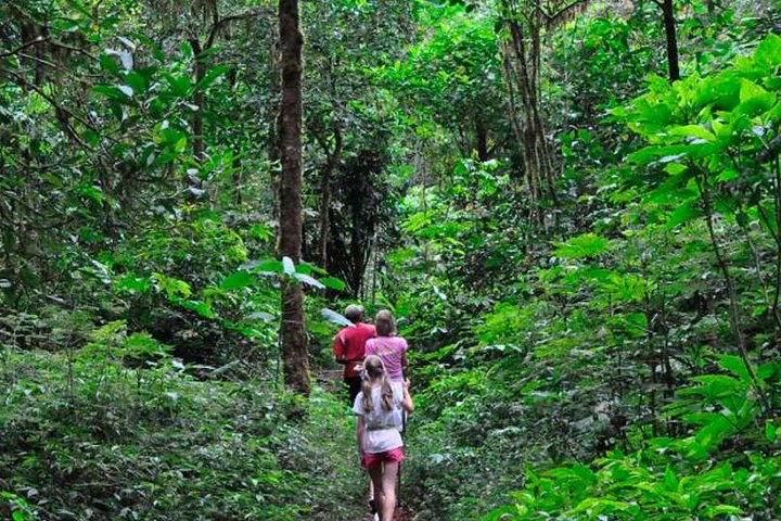 Sinharaja Rainforest Trekking Private Day Trip with Local Lunch