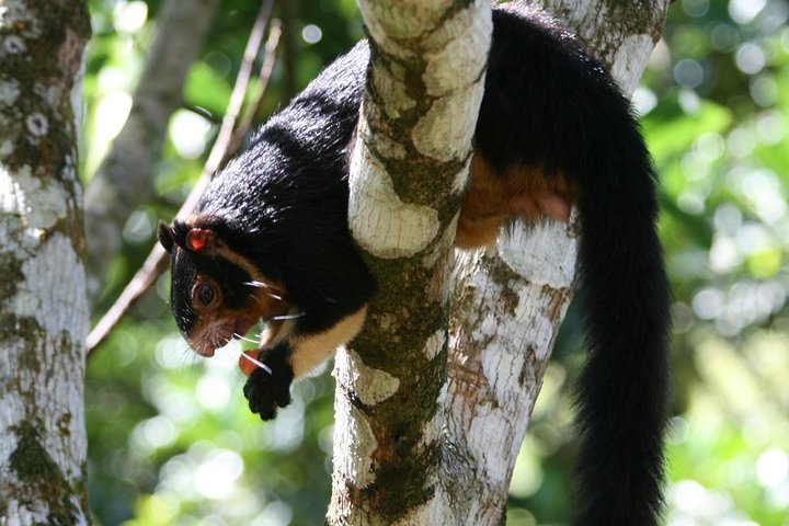 Sinharaja Rainforest Trekking Private Day Trip with Local Lunch
