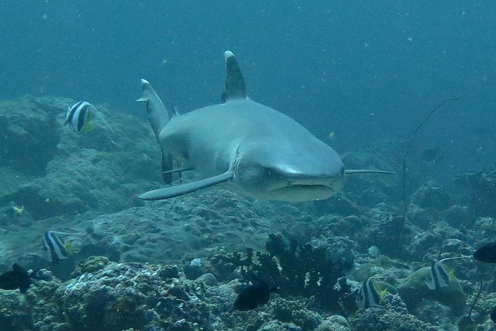 3 Point Snorkeling Safari