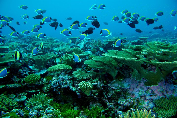 3 Point Snorkeling Safari