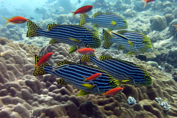 3 Point Snorkeling Safari