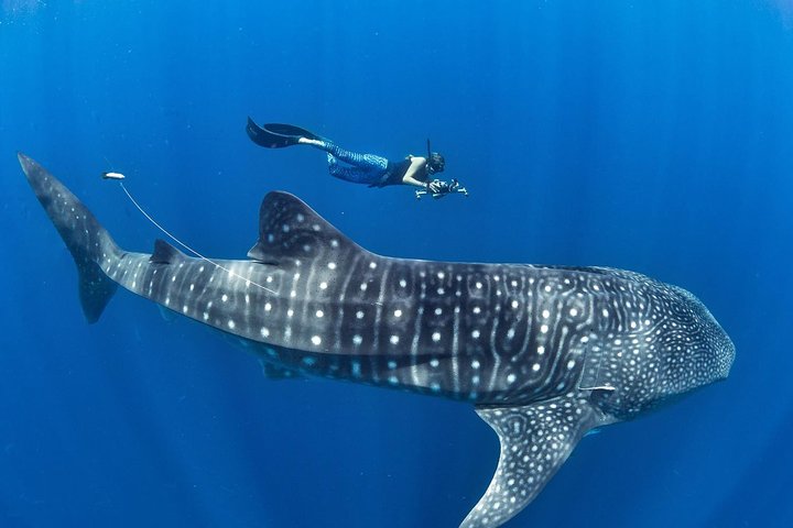 Oslob Whale Shark Snorkeling & Pescador & Sardine Run & Turtle