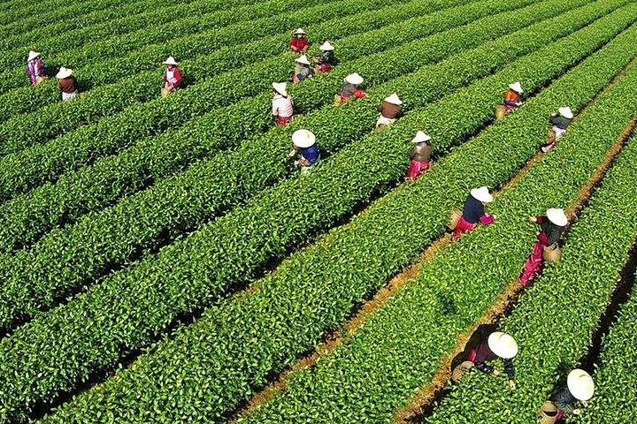 4-Hour Hangzhou City Private Customized Tour with Options
