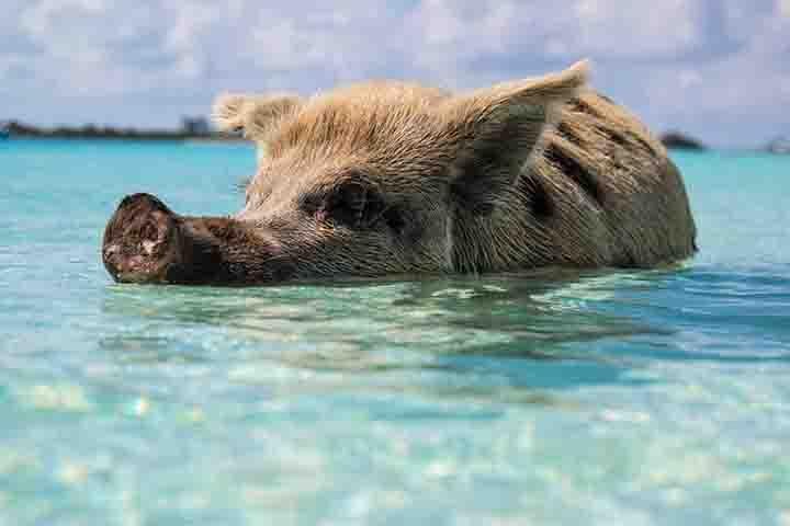 Swim with Pigs on a Tropical Island
