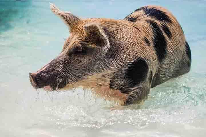 Swim with Pigs on a Tropical Island