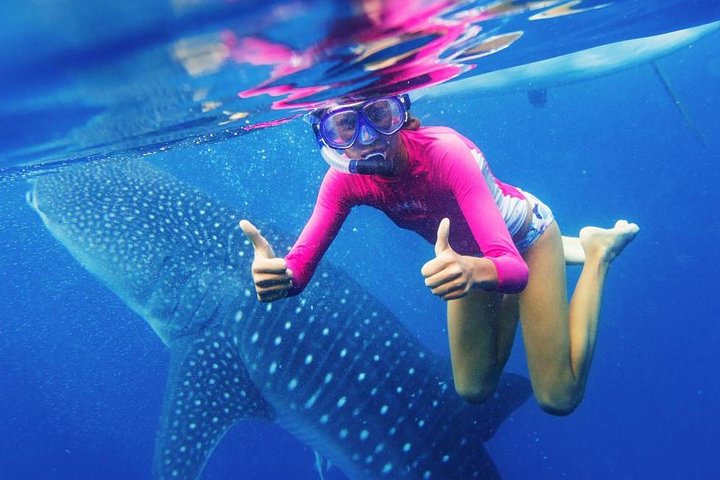 Cebu: Oslob Whale Shark Swimming and Kawasan Falls Canyoneering