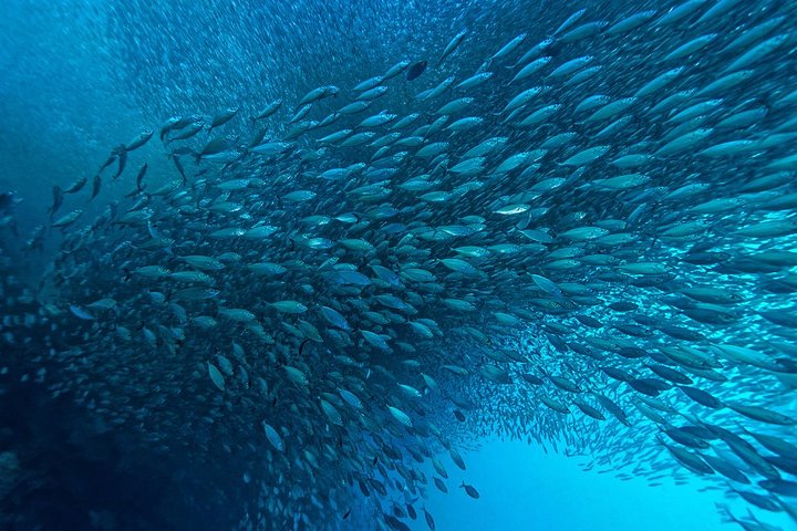Moalboal Sardine Run & Sea Turtle Snorkeling Tour in Cebu