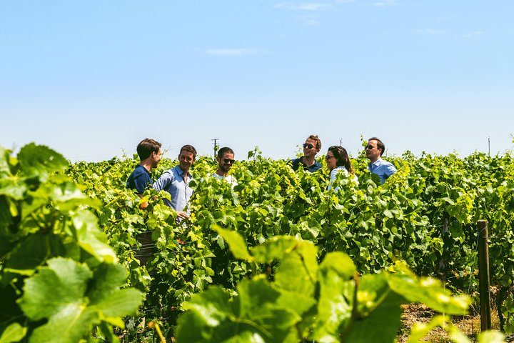From Epernay: Champagne Small-Group tour with tastings & Lunch