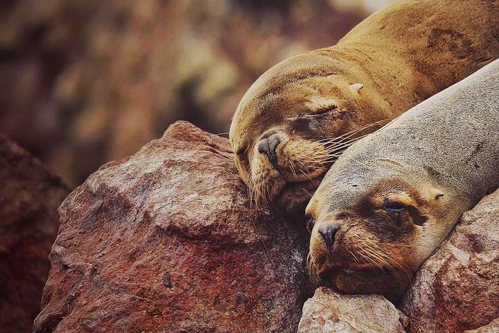 Premium Paracas & Huacachina Day Trip from Lima with Sunset Toast