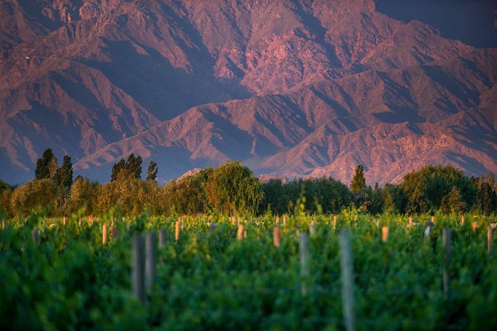 Unveiling Cafayate: Premium Wine Road Adventure