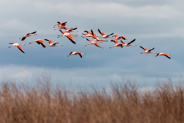 Full-Day Tour to Laguna de los Pozuelos from Tilcara