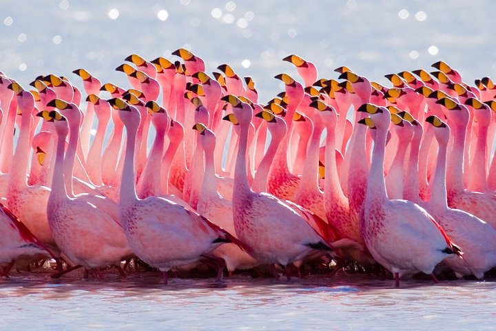 Full-Day Tour to Laguna de los Pozuelos from Tilcara