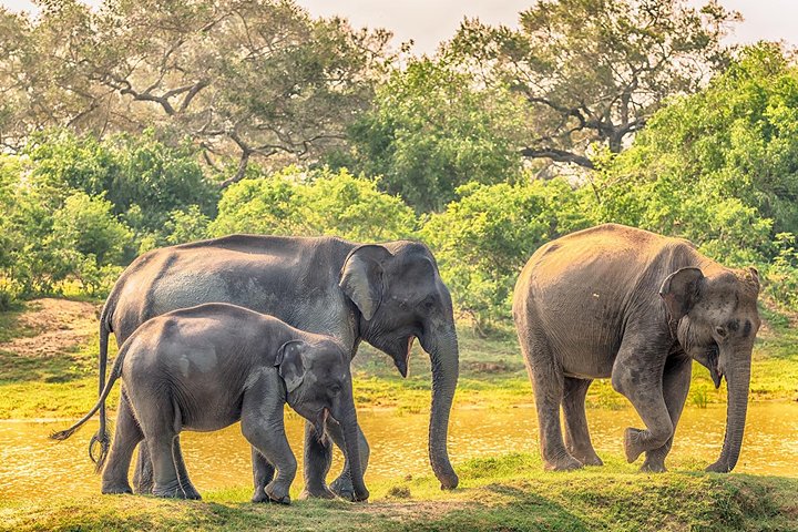 Yala Full Day Safari with Picnic Lunch - Private & All Inclusive