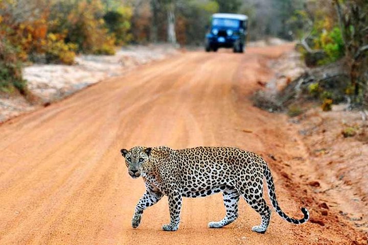 2 Days Tour of Double Safari (Yala & Udawalawe) - All Inclusive