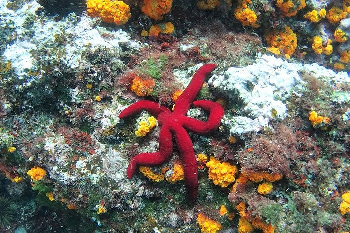 Kayak & Snorkel Tour in Cerro Gordo Natural Park, La Herradura