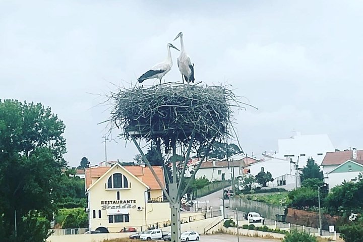 Porto to Lisbon Up to 4 Stops: Aveiro, Nazare, Fatima & Obidos