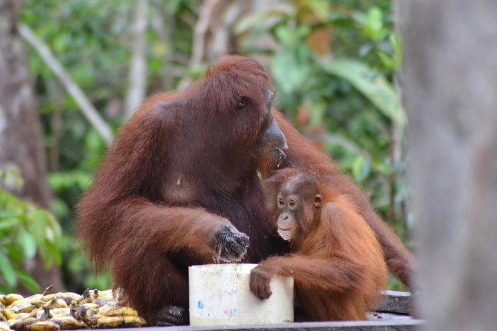 Dayak Lamandau & Orangutan Tanjung Puting Park Tour 6 Days