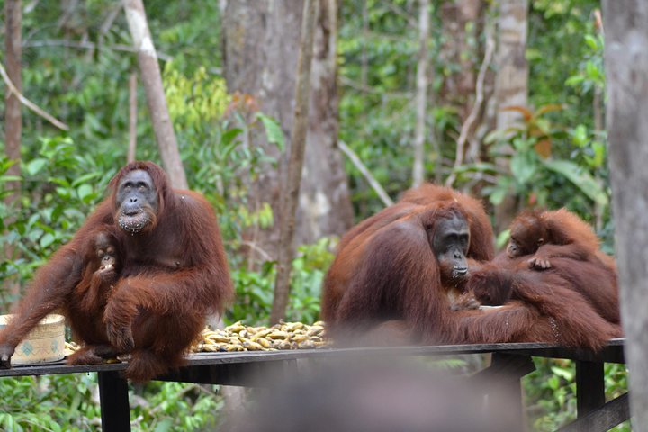 Dayak Lamandau & Orangutan Tanjung Puting Park Tour 6 Days