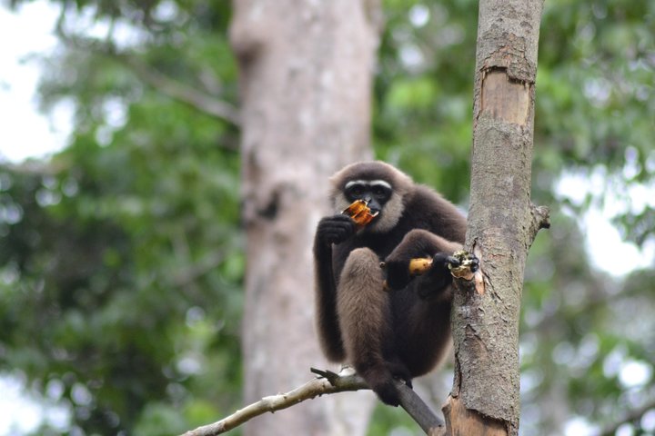 Dayak Lamandau & Orangutan Tanjung Puting Park Tour 6 Days