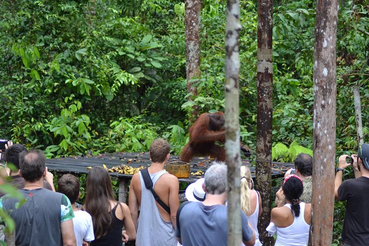 Dayak Lamandau & Orangutan Tanjung Puting Park Tour 6 Days