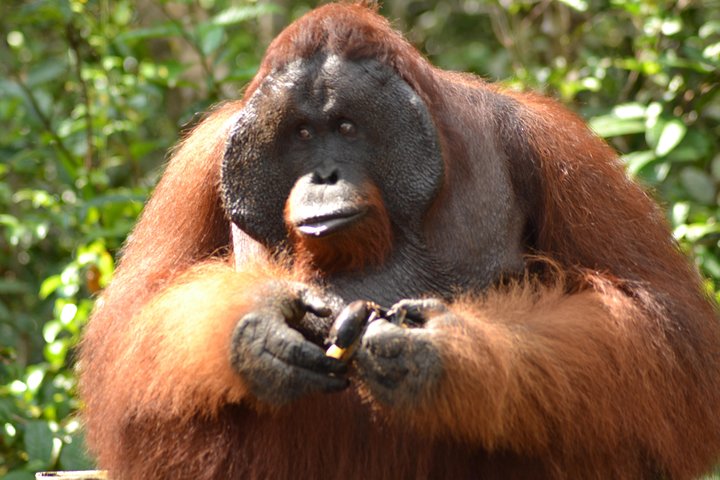 Dayak Lamandau & Orangutan Tanjung Puting Park Tour 6 Days