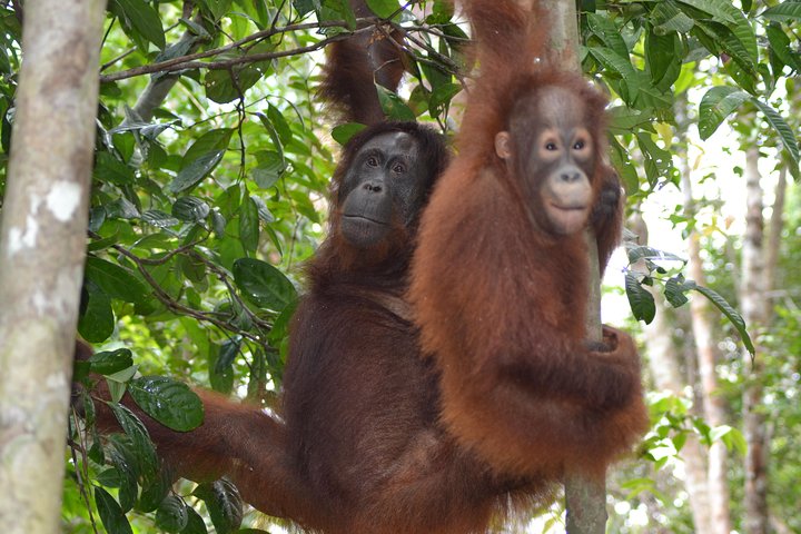 Dayak Lamandau & Orangutan Tanjung Puting Park Tour 6 Days