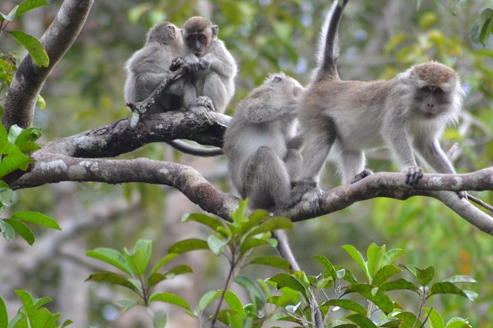 Dayak Lamandau & Orangutan Tanjung Puting Park Tour 6 Days