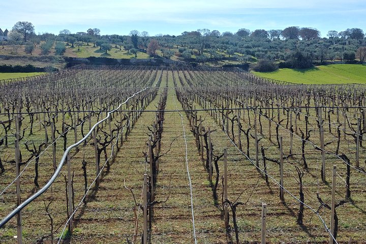 Wine Experience: vineyard, wines and food