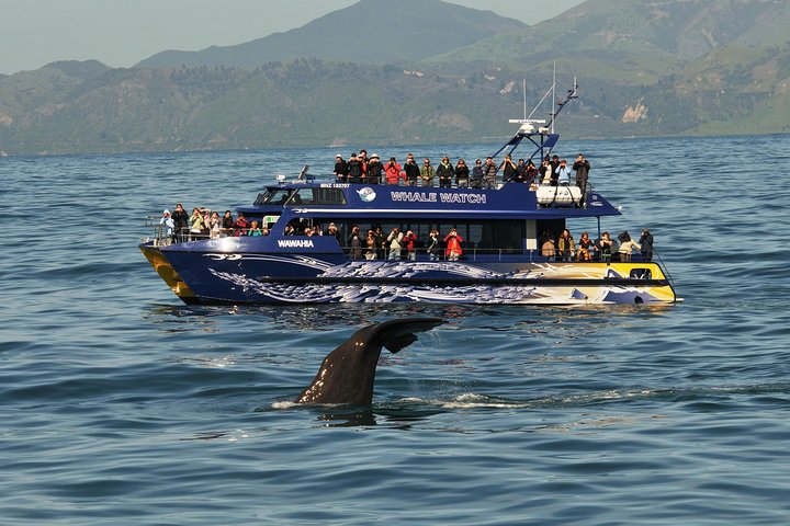 Whale Watching in Kaikoura by Boat