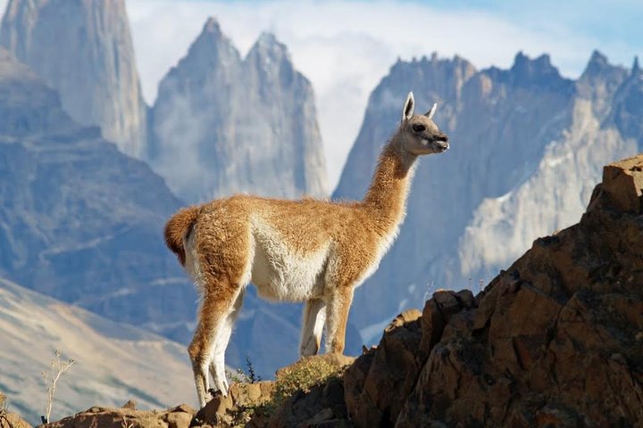 4-Day Tour to Puerto Natales and Torres del Paine National Park