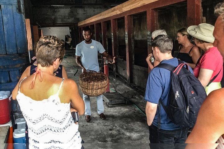 Chocolate Factory Belmont Estate, Annandale Falls & Grand Etang Lake Tour