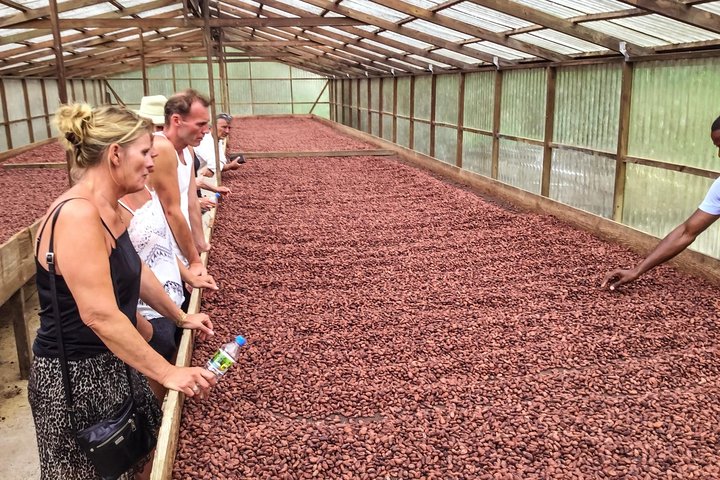 Chocolate Factory Belmont Estate, Annandale Falls & Grand Etang Lake Tour