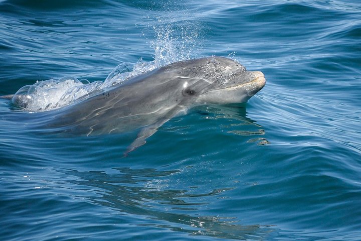 Dolphins & Cave Boat Cruise with Marine Biologist from Albufeira
