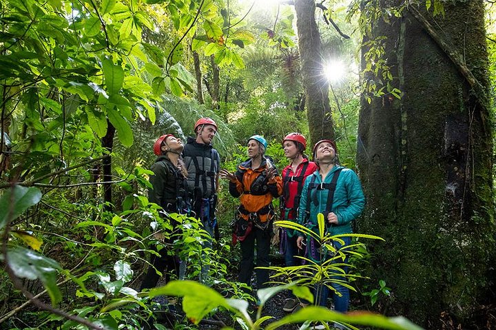 Rotorua Canopy Tours: 2.5Hour Native Forest Zipline Adventure